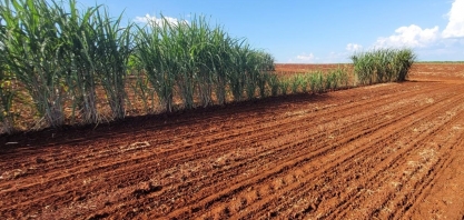 Linhas-mãe de cana na meiosi não fecham e plantio de canavial é postergado