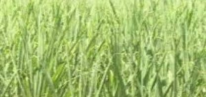 Colheita da nova safra de cana começa em maio em Itapemirim