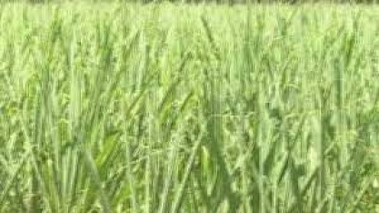 Colheita da nova safra de cana começa em maio em Itapemirim