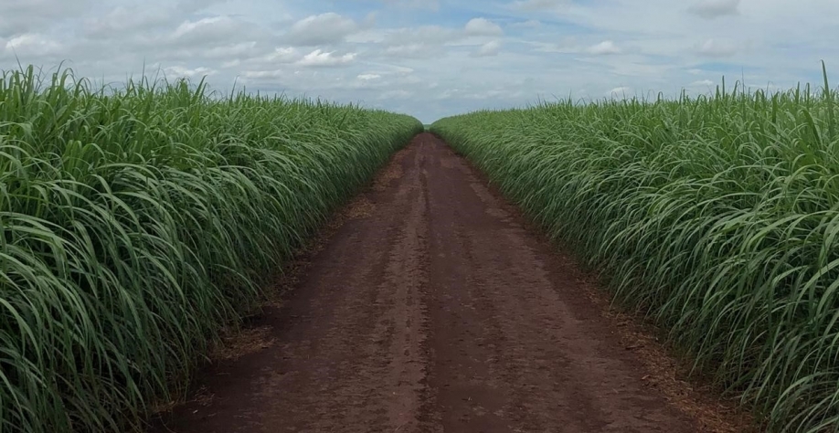 Uso de maturadores no início de safra é fundamental, por estar em um período bastante vegetativo, ainda não existem estímulos naturais para a maturação da cana