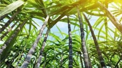 Cana: técnicos da Conab vão realizar levantamento da safra em 10 estados a partir do dia 14