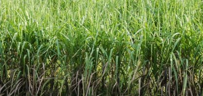 Com fundo de impacto, Bonsucro busca projetos para apoiar sustentabilidade na cana