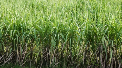 Com fundo de impacto, Bonsucro busca projetos para apoiar sustentabilidade na cana