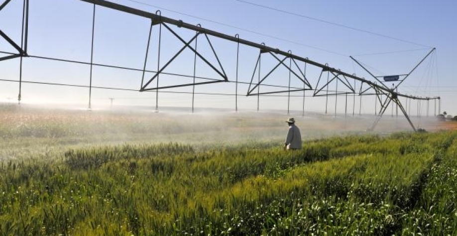 Irrigação de trigo em área experimental da Embrapa Cerrados. Foto: Zineb Benchekchou