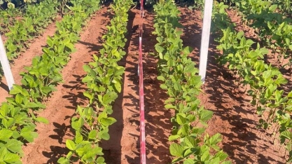 FMC reforça a importância do manejo correto na soja para resultado com produtividade, durante o Rally da Soja 