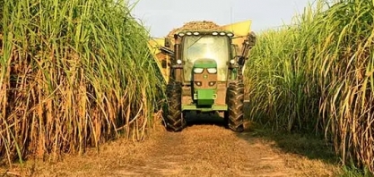 EUA ainda realizam queimada para facilitar colheita de cana e Brasil vira exemplo