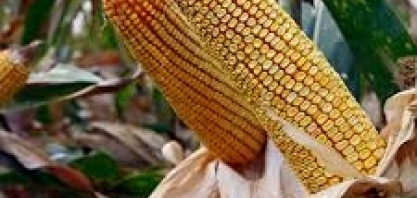 Agribrasil fecha acordo com ICM para construção de usina de etanol de milho em MT