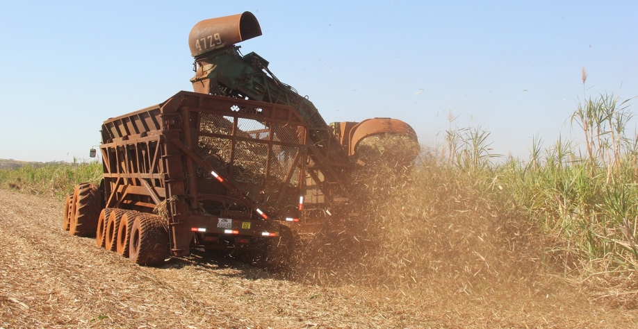 % das unidades do CS recenseadas pelo Programa Cana IAC iniciarão a safra 2022/23 em abril. Leonardo Ruiz