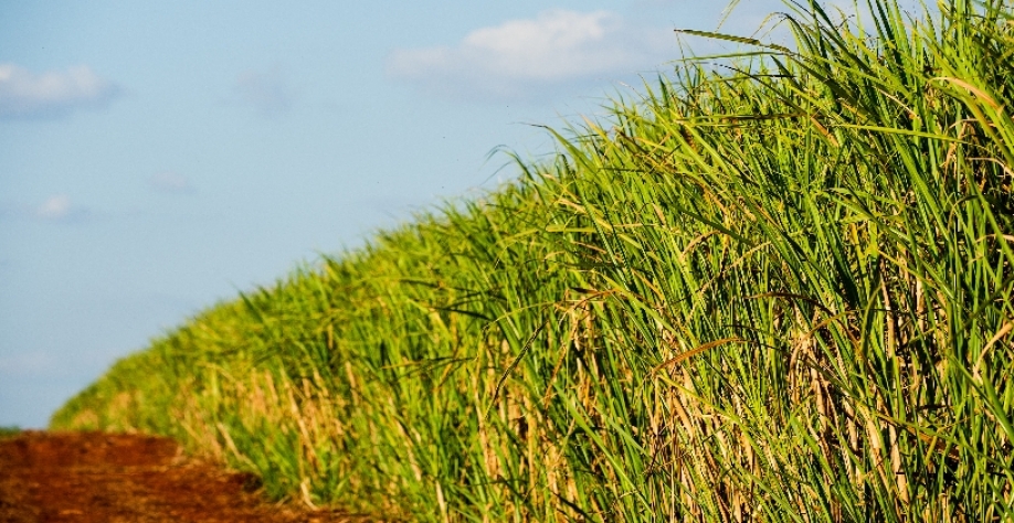Irrigação na Raízen se divide entre pivôs e gotejamento. Foto: Divulgação Raízen