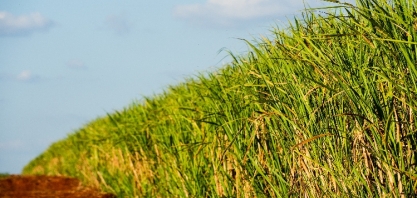 Novos projetos da Raízen devem expandir área irrigada para 5500 hectares em 2022