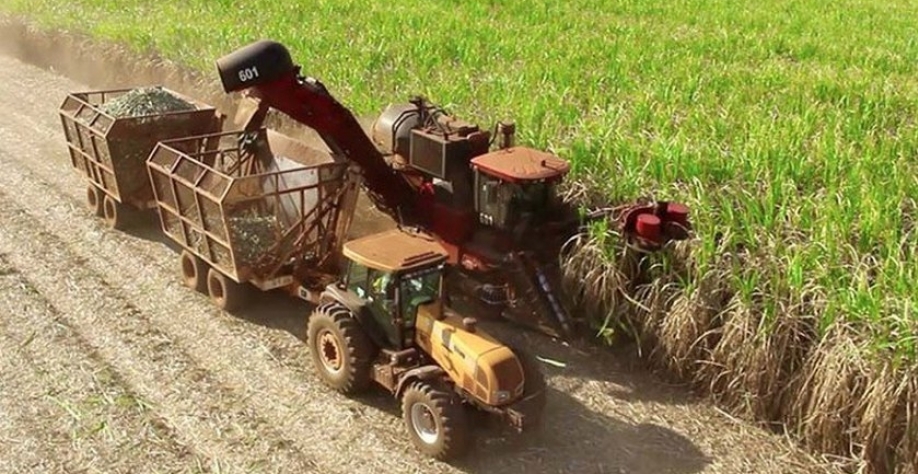 Cana -de-açucar - Foto: Reprodução