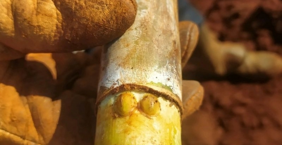 A Existência de duas gemas em um mesmo nó é bom? Crédito foto: Felipe Ray Gonçalves