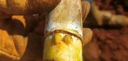 Tolete de cana com duas gemas em um mesmo nó é comum?