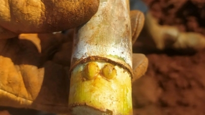 Tolete de cana com duas gemas em um mesmo nó é comum?