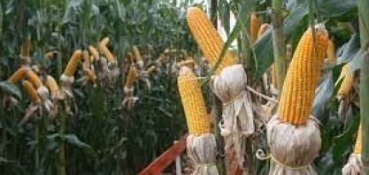 Primeira indústria de etanol de milho de MS começa as atividades em abril