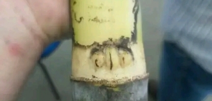 Cana com três gemas no mesmo nó foi plantada na região de Dobrada, SP