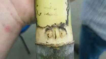 Cana com três gemas no mesmo nó foi plantada na região de Dobrada, SP