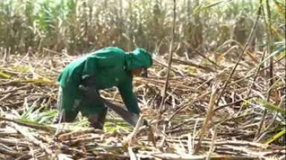 Produtores de cana arrendam usinas em Pernambuco e retomam a indústria do estado; reveja reportagem