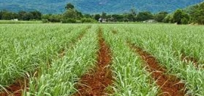 Safra 2021/2022 não teve veranicos em Mato Grosso