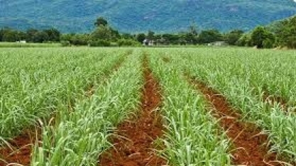 Safra 2021/2022 não teve veranicos em Mato Grosso