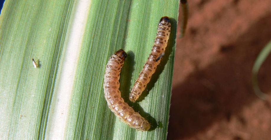 Cotésia parasitando a broca-da-cana – controle exitoso