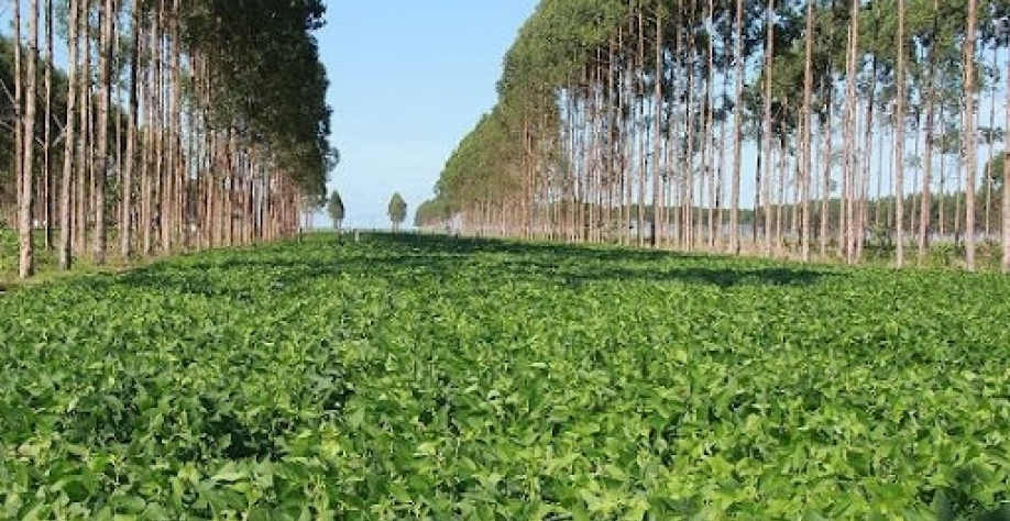 Práticas com Integração Lavoura-Pecuária-Floresta (ILPF) podem gerar créditos de carbono. (Fonte: Gabriel Faria/Embrapa/Reprodução)