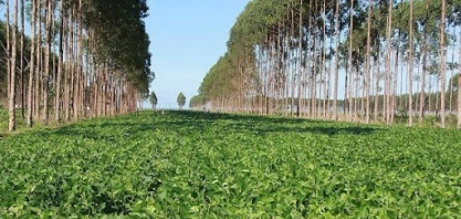 Crédito de carbono: como negociar na prática?