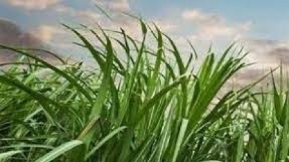 Presidente da Asplana analisa a participação dos fornecedores na safra 21/22