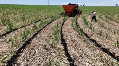 A aplicação de torta de filtro no canavial, além de nutrir ajuda a reter a umidade no solo. Mas é essencial ser aplicada com o equipamento correto