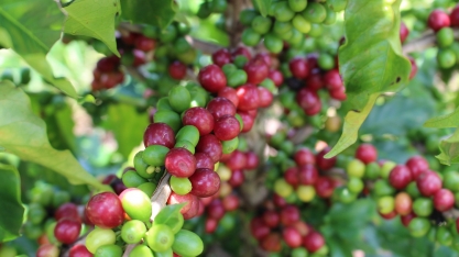 Fertilizantes orgânicos têm papel estratégico para o Brasil com guerra entre Rússia e Ucrânia