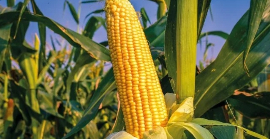 Etanol. Foto: Divulgação/Mapa