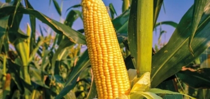 Estados Unidos querem expandir uso do etanol