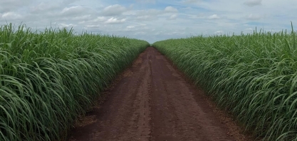 O uso dos maturadores em cana-de-açúcar para o acúmulo de sacarose