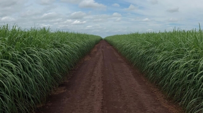 O uso dos maturadores em cana-de-açúcar para o acúmulo de sacarose