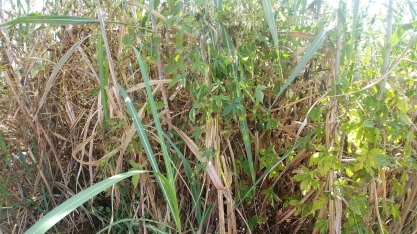 Cana não fecha e canaviais registram a maior quantidade de mato da história