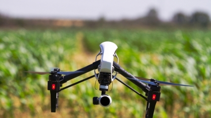 Drones e inteligência artificial substituem seres humanos em nova metodologia que analisa maturação de lavoura de amendoim