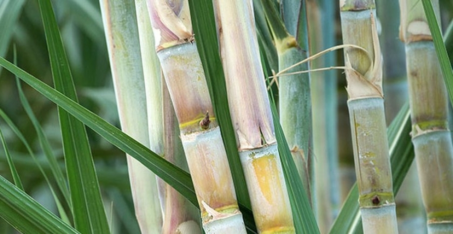 Cana-de-açúcar - Foto: Reprodução