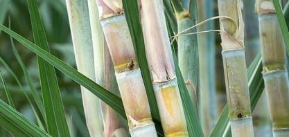 Consecana-AL/SE: ATR tem nova queda no mês de março chegando a aproximadamente 5,7%