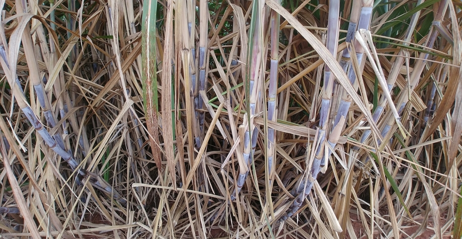 A maturação da cana pode ser considerada “ideal” quando, além de obter alta produtividade de colmos, o canavial também alcança altos teores de açúcares totais recuperáveis