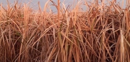 Fatores abióticos, como a seca, causam mais perda anual na produção agrícola do que todos os patógenos combinados