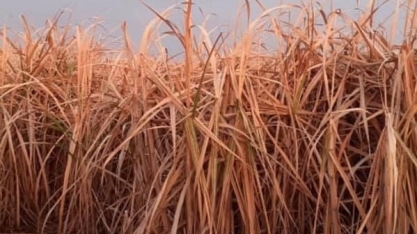 Fatores abióticos, como a seca, causam mais perda anual na produção agrícola do que todos os patógenos combinados