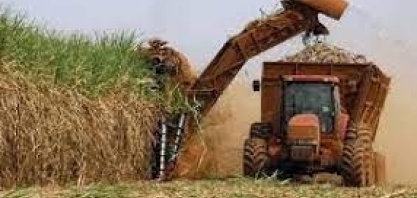 Cana: porcentual de produção de açúcar na safra 2022/23 deve cair, estima HedgePoint