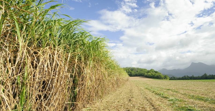 O etanol da cana emite 10% do CO2 emitido pela gasolina