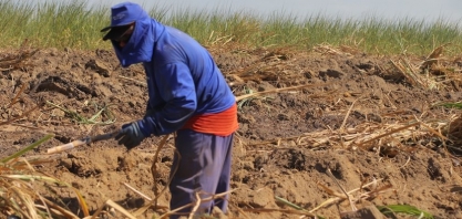 Técnica de plantio amplia produção de cana por hectare em AL; saiba mais