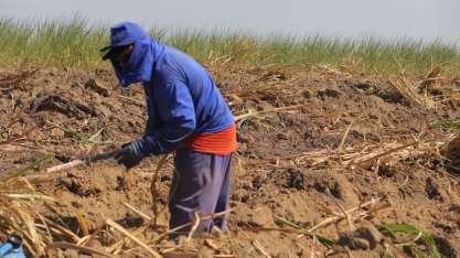Técnica de plantio amplia produção de cana por hectare em AL; saiba mais