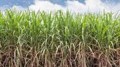 Fornecedores de cana conhecem nova técnica de plantio