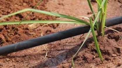 Irrigação por gotejamento permite uniformizar a disponibilidade de cana de açúcar na indústria durante toda a safra