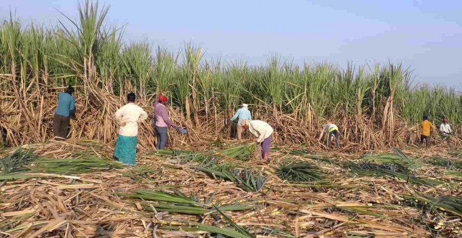 O açúcar bruto de maio subia cerca de 2%, para 19,32 centavos de dólar por libra-peso, às 11:45 (Imagem: Reuters/Rajendra Jadhav)