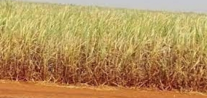 Clima coloca dificuldades à quebra de todos os recordes