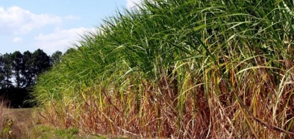 Chuvas retornam para áreas de cana-de-açúcar em SP e MS neste fim de semana